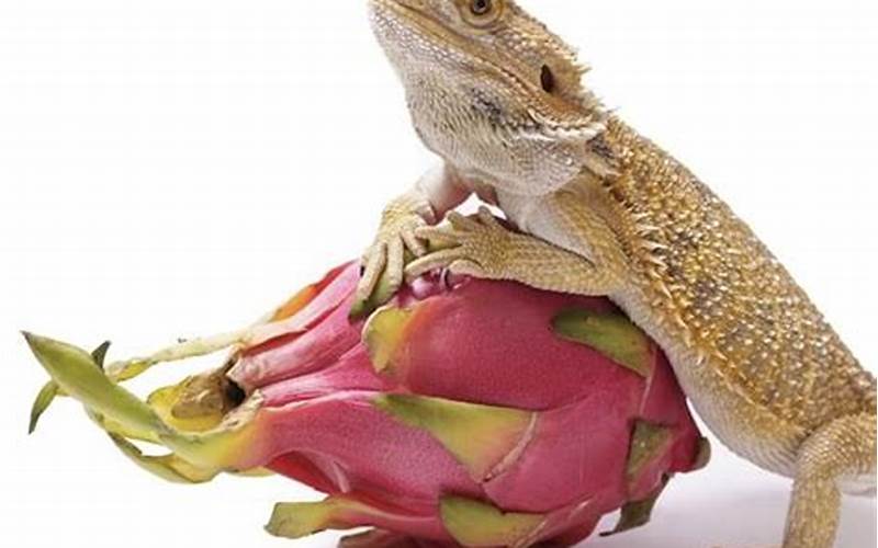 Bearded Dragon Eating Fruits And Vegetables