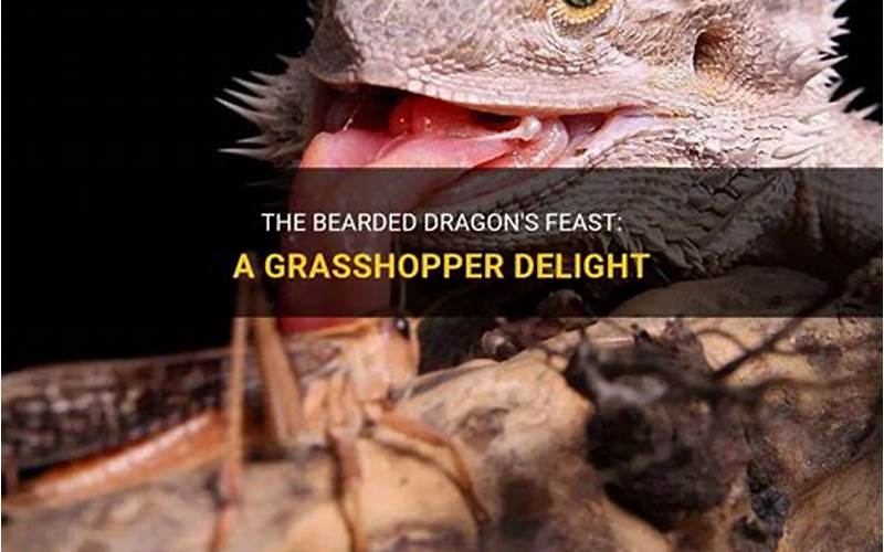 Can a Bearded Dragon Eat Grasshoppers?