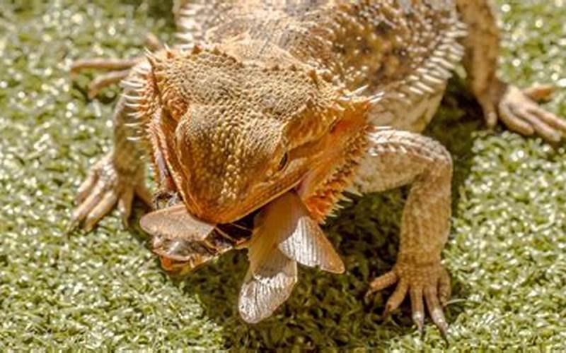 Bearded Dragon Eating Insects