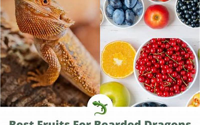 Bearded Dragon Fruit