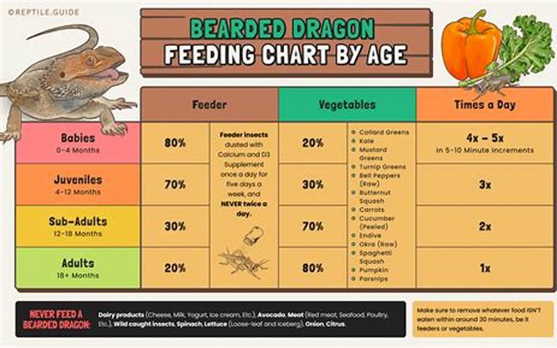 Bearded Dragon Nutrition