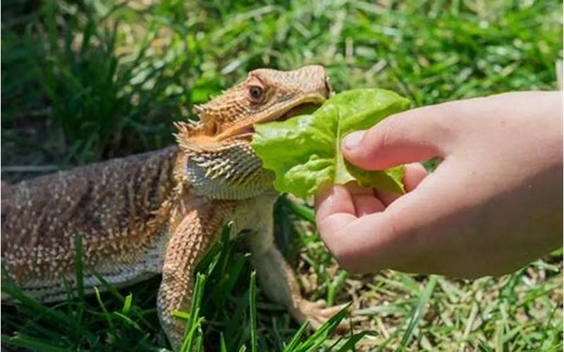 Bearded Dragon On Lettuce