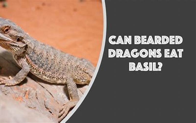 Can Bearded Dragons Have Basil?