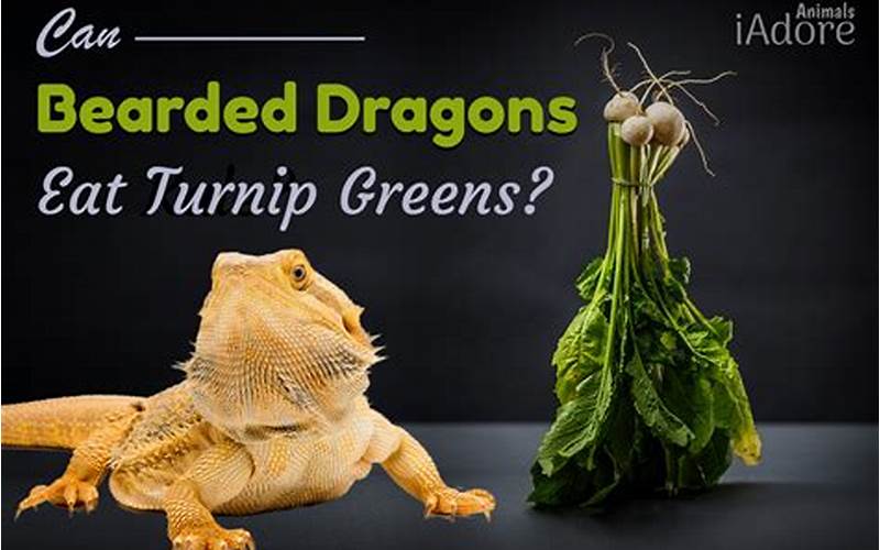 Bearded Dragons Turnip Greens – The Ultimate Guide