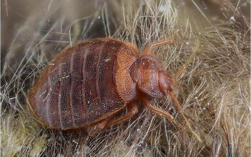 What Does It Mean to Dream About Bed Bugs?
