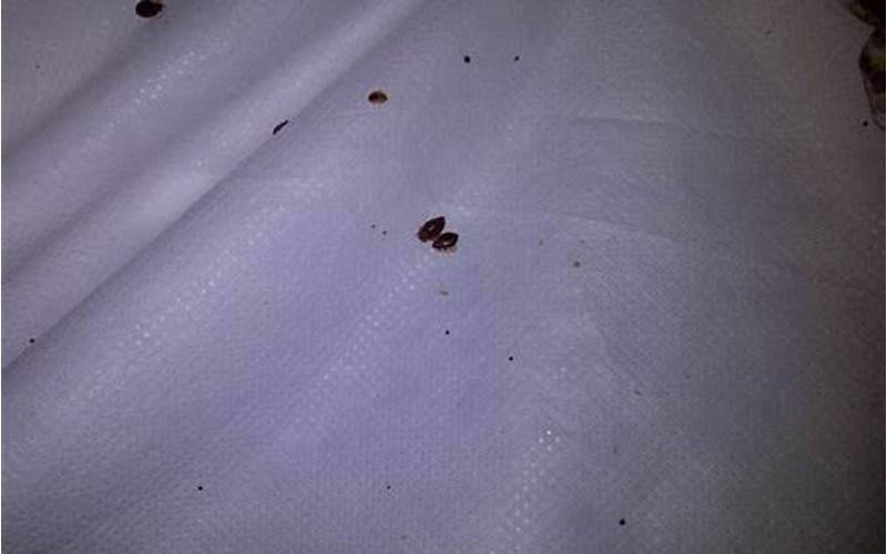 Great Wolf Lodge Bed Bugs: What You Need to Know