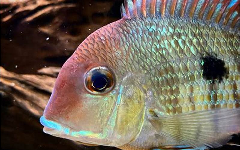 Behavior And Temperament Of Geophagus Tapajos Red Head