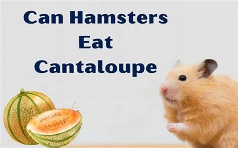 Benefits Of Cantaloupe For Hamsters