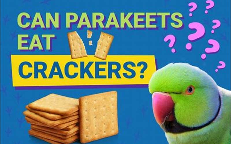 Benefits Of Crackers For Parakeets