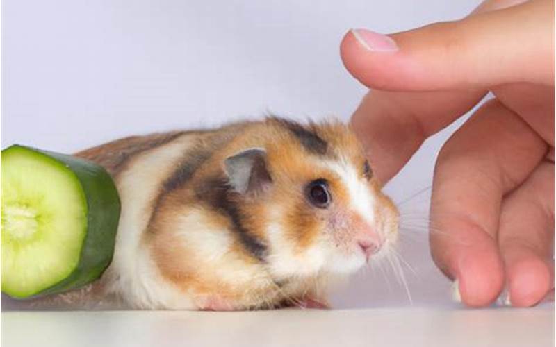 Benefits Of Zucchini For Hamsters