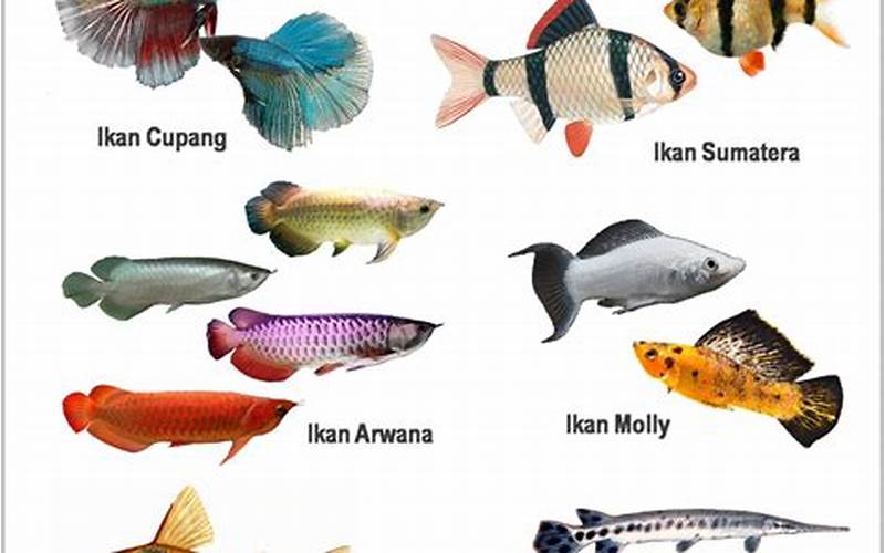 Berbagai Jenis Ikan