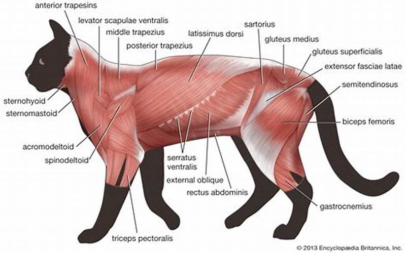 Biceps Brachii Muscle Function In Cat