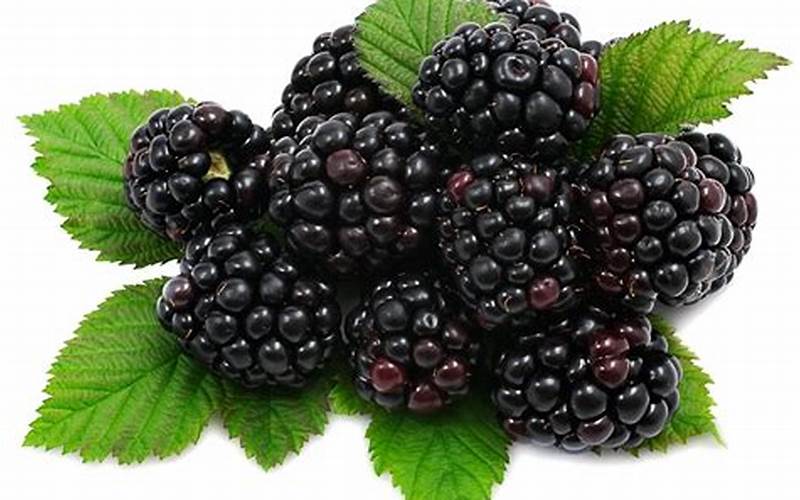 Blackberries Fruits