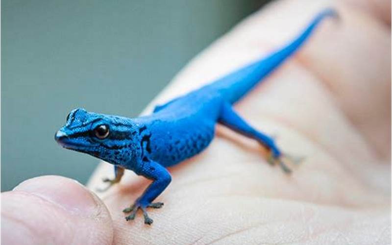 The Blue Electric Blue Leopard Gecko: A Guide to this Fascinating Reptile