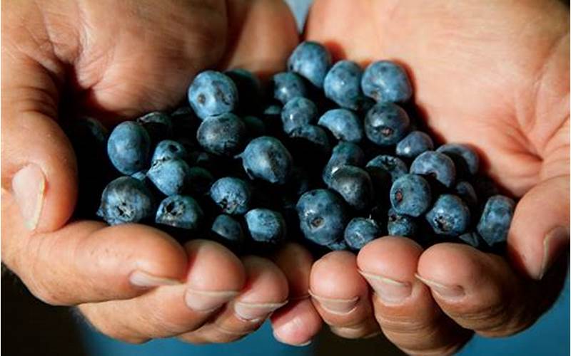 Blueberries In Georgia