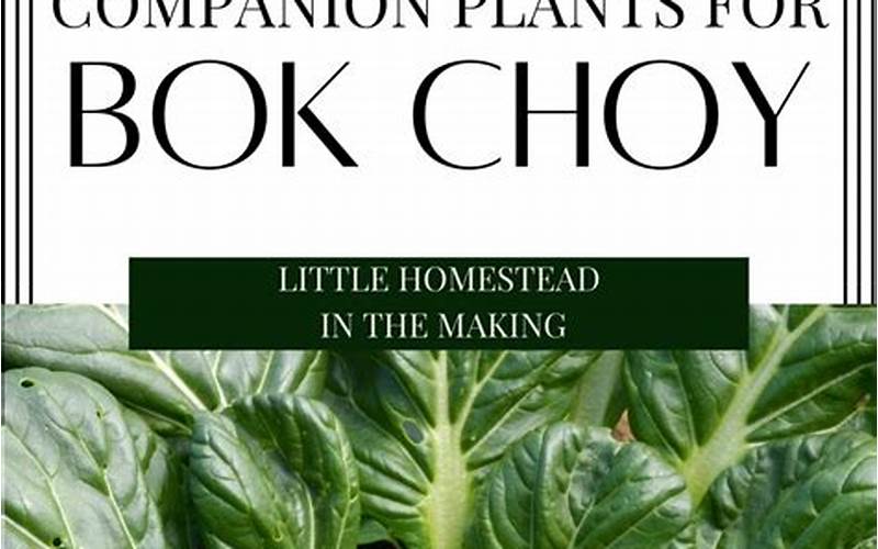 Bok Choy And Companion Plants