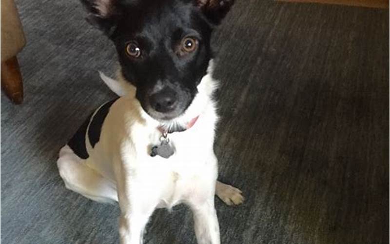 Border Collie Rat Terrier Mix: The Perfect Companion for Active Families