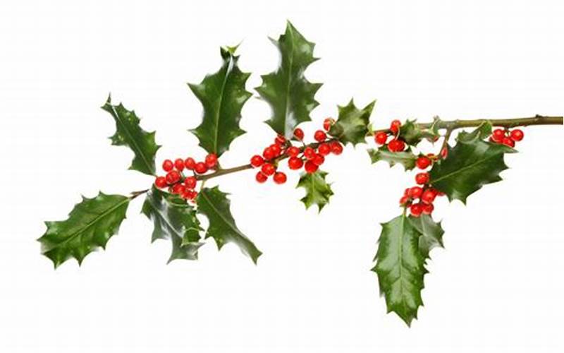 Boughs Of Holly Symbolism