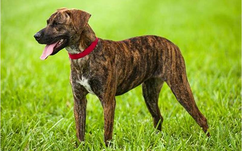Why Are Brindle Dogs Unpopular?