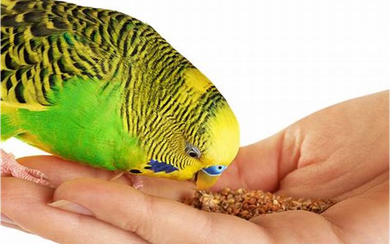 Budgie Eating Food From Hand