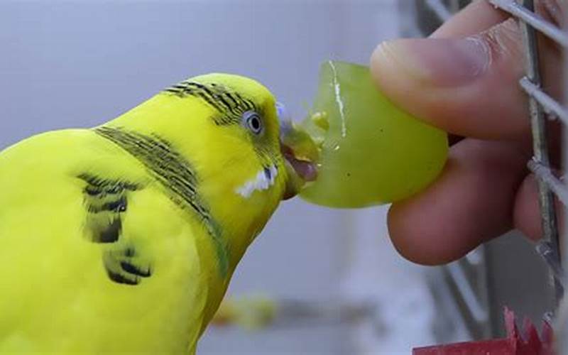 Can Budgies Eat Grapes?