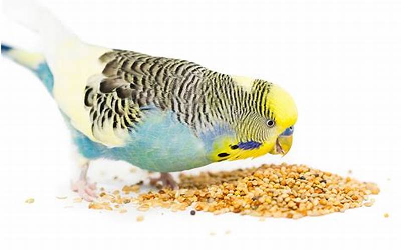 Budgie Eating Toxic Food