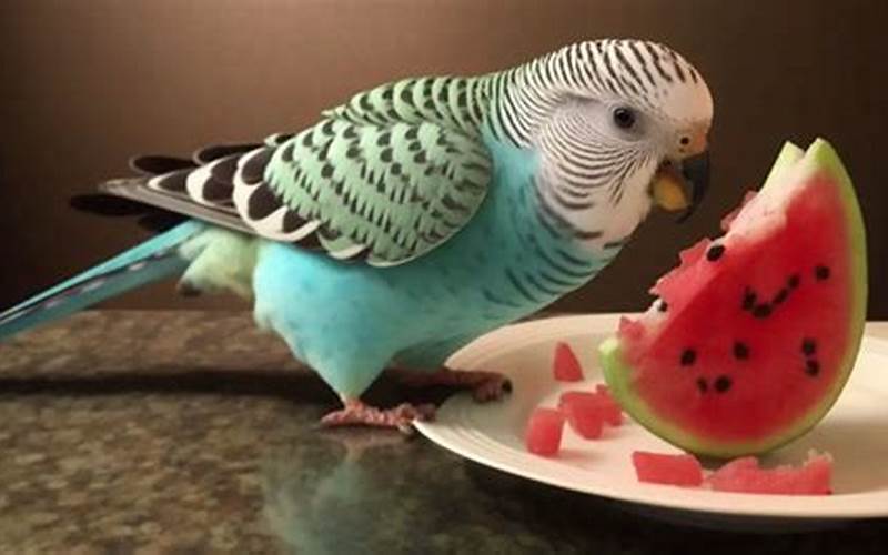 Budgie Eating Watermelon