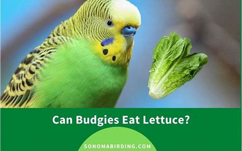 Can Budgies Eat Lettuce?