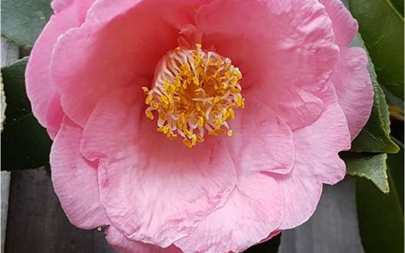 Camellia Japonica April Remembered