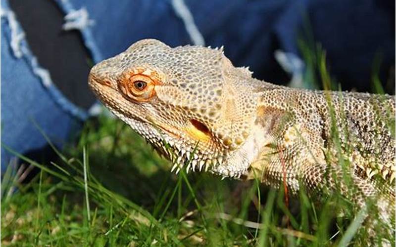 Can Bearded Dragons Eat Rosemary?