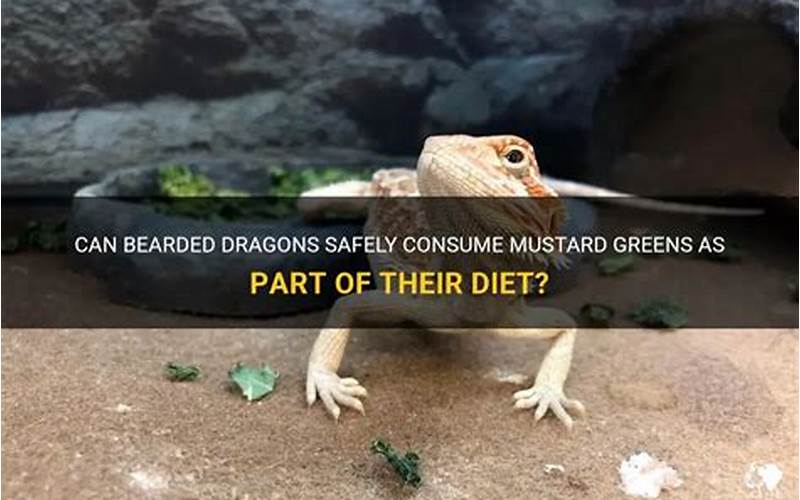 Can Bearded Dragons Have Mustard Greens?