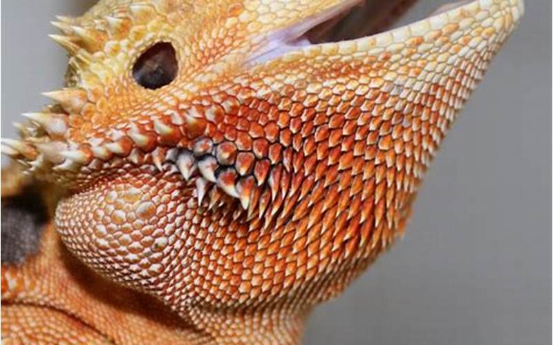 Can Bearded Dragons Throw Up?