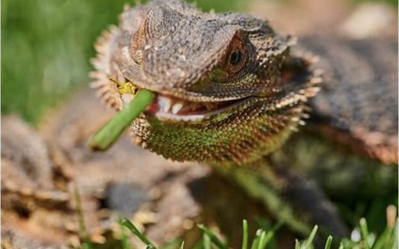 Can Beardies Eat Celery?