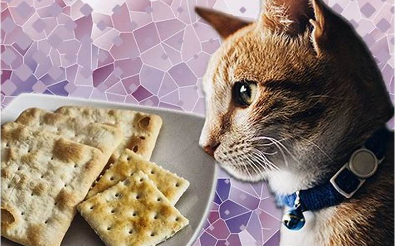 Can Cats Have Saltine Crackers?