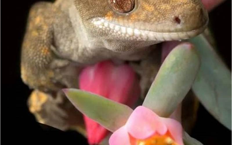 Can Crested Geckos Eat Strawberries?