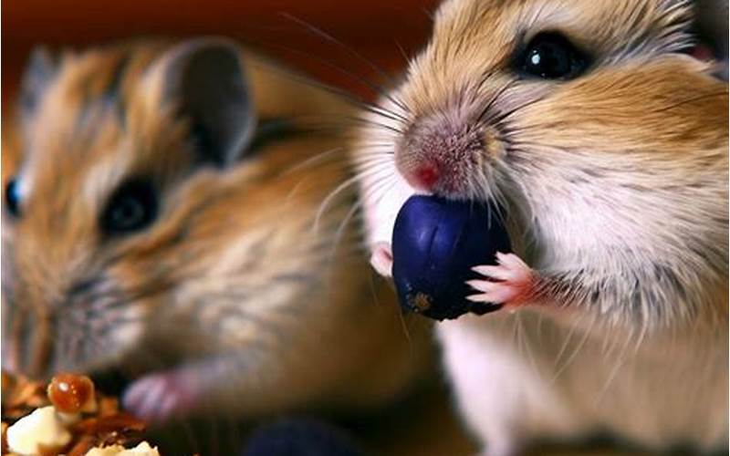 Can Gerbils Eat Blueberries?