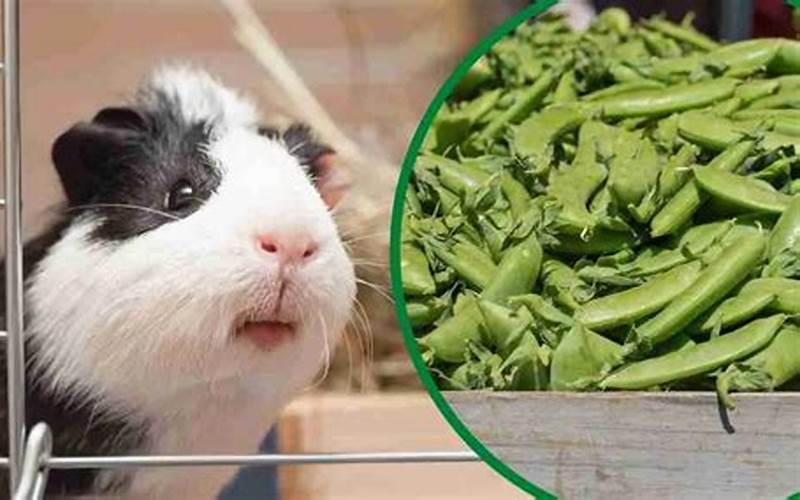 Can Guinea Pigs Have Snap Peas?