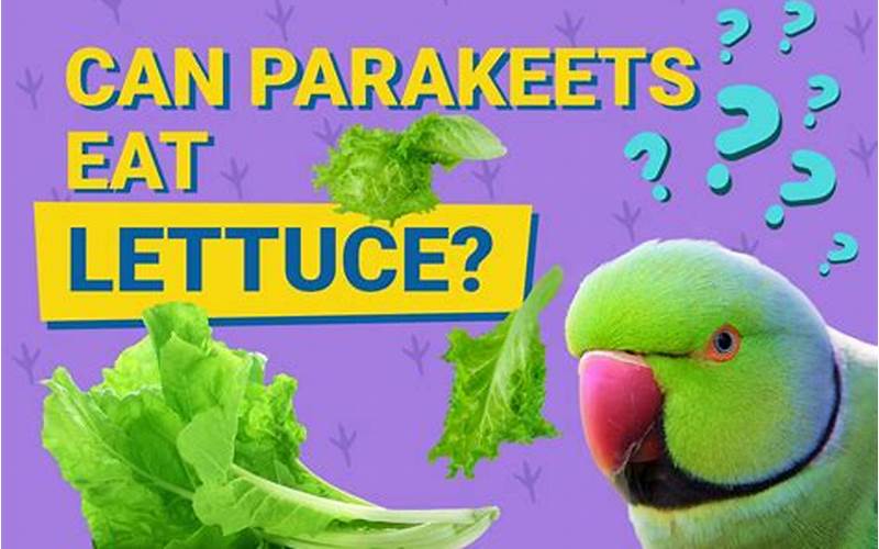Can Parakeets Eat Lettuce
