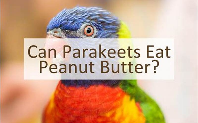 Can Parakeets Eat Peanut Butter? A Complete Guide