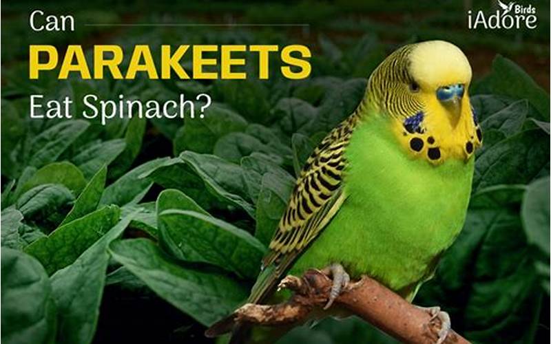 Can Parakeets Eat Spinach?