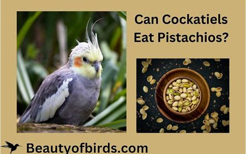 Can Parrots Eat Pistachios?