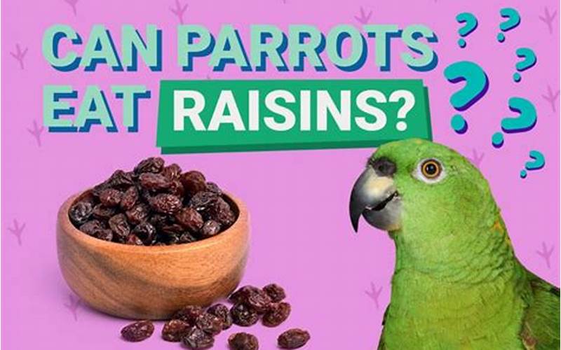 Can Parrots Eat Raisins?
