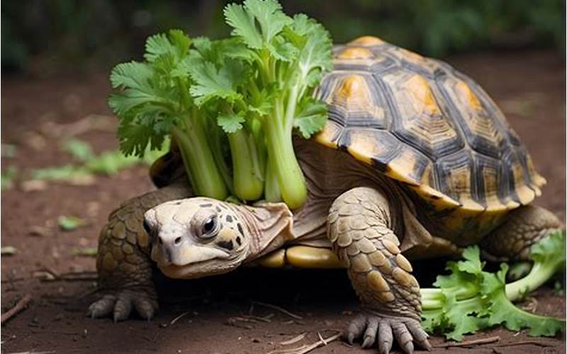 Can Russian Tortoises Eat Celery?