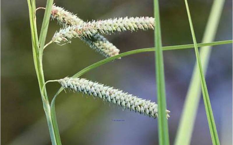 Carex Dimorpholepis