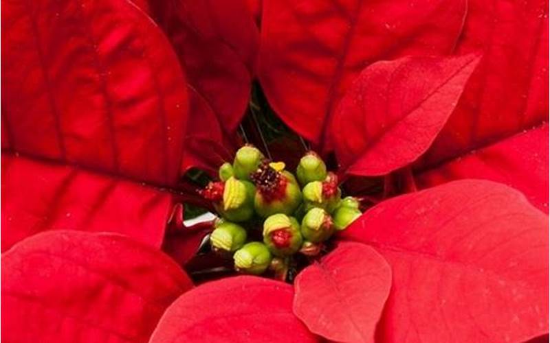 Caring For Poinsettias In Florida