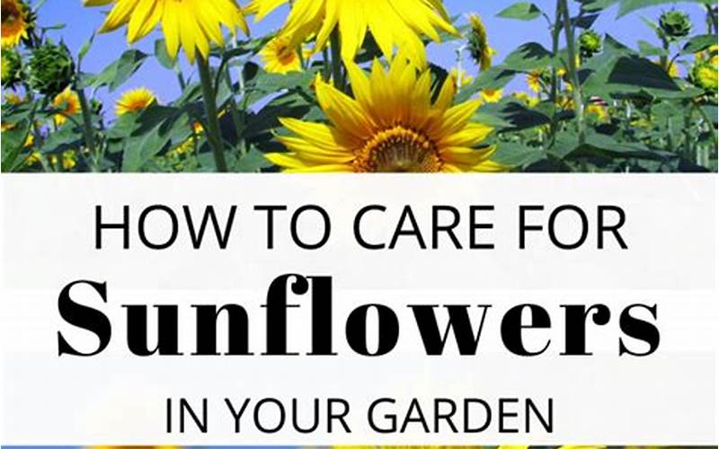 Caring For Sunflowers