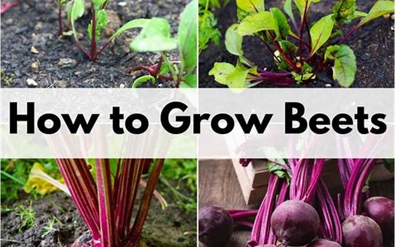 Carrots And Beets Planting