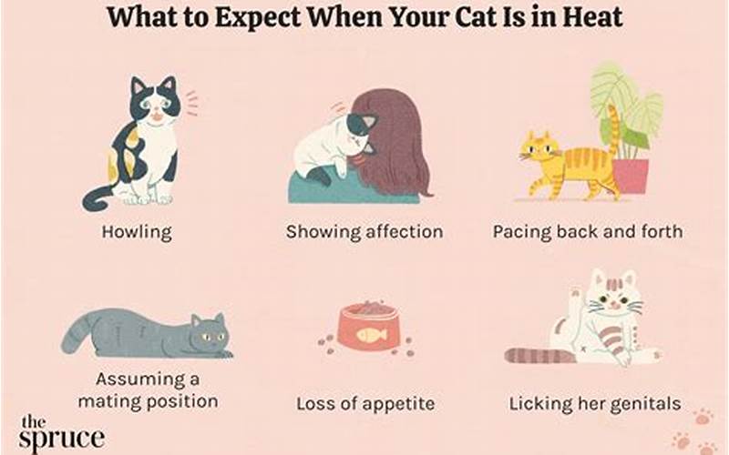 Cat in Heat Remedy Q Tip: Understanding and Treating Feline Estrus