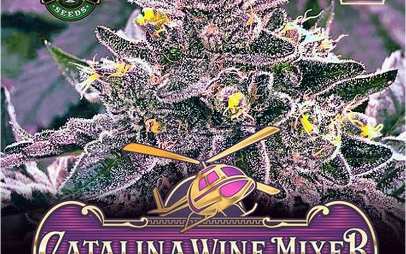 Catalina Wine Mixer Strain: Everything You Need to Know