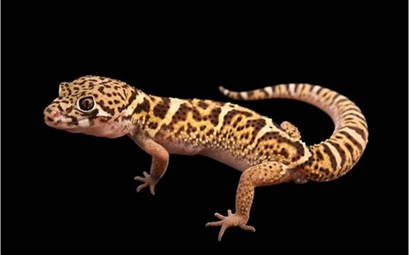Central American Banded Gecko: A Fascinating Creature